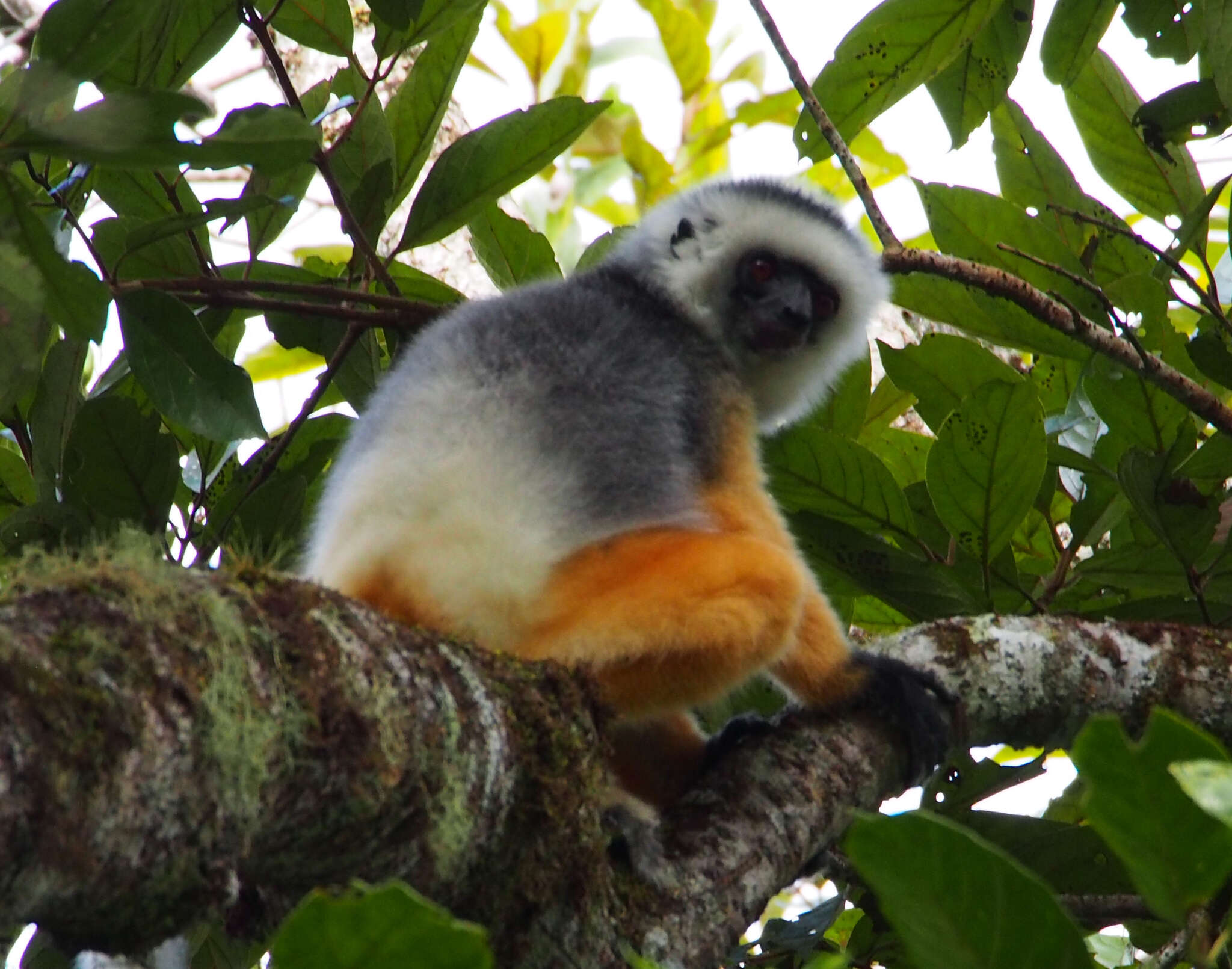 Image of Diadem Sifaka