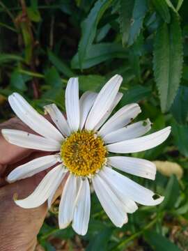 Слика од Leucanthemum maximum (Ramond) DC.