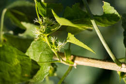 Imagem de Acalypha glabrata Thunb.