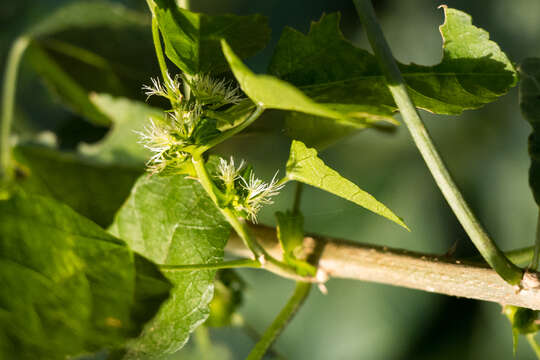 Image de Acalypha glabrata Thunb.