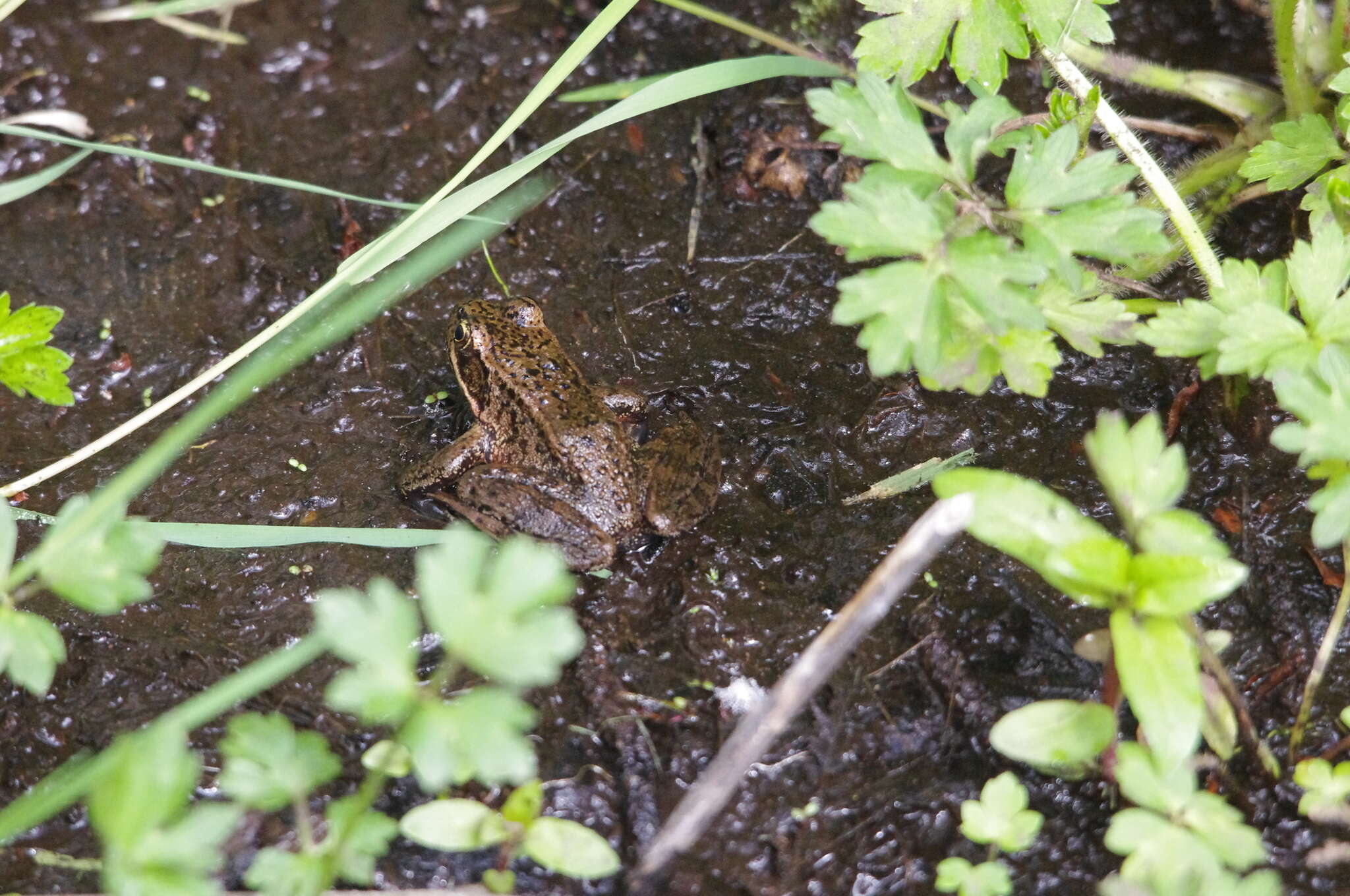 Image of Northern Red-legged Frog