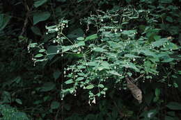 Image de Euphorbia mexiae Standl.