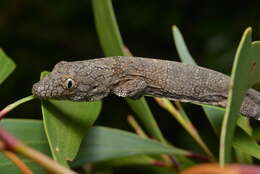 Image of Vieillard's Chameleon Gecko