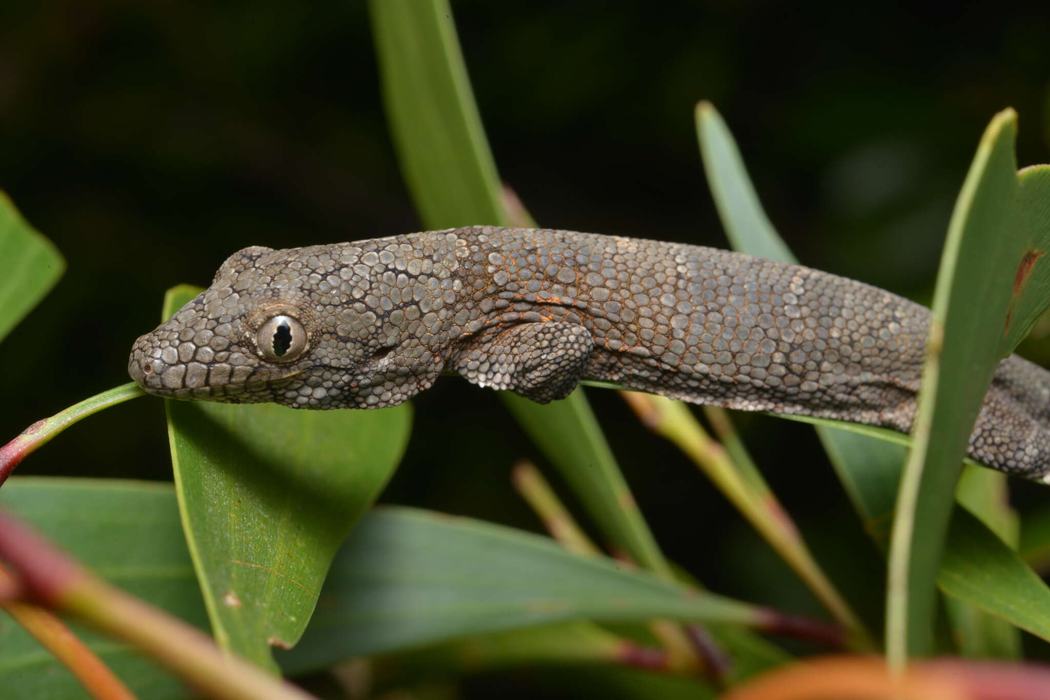 Image of Vieillard's Chameleon Gecko