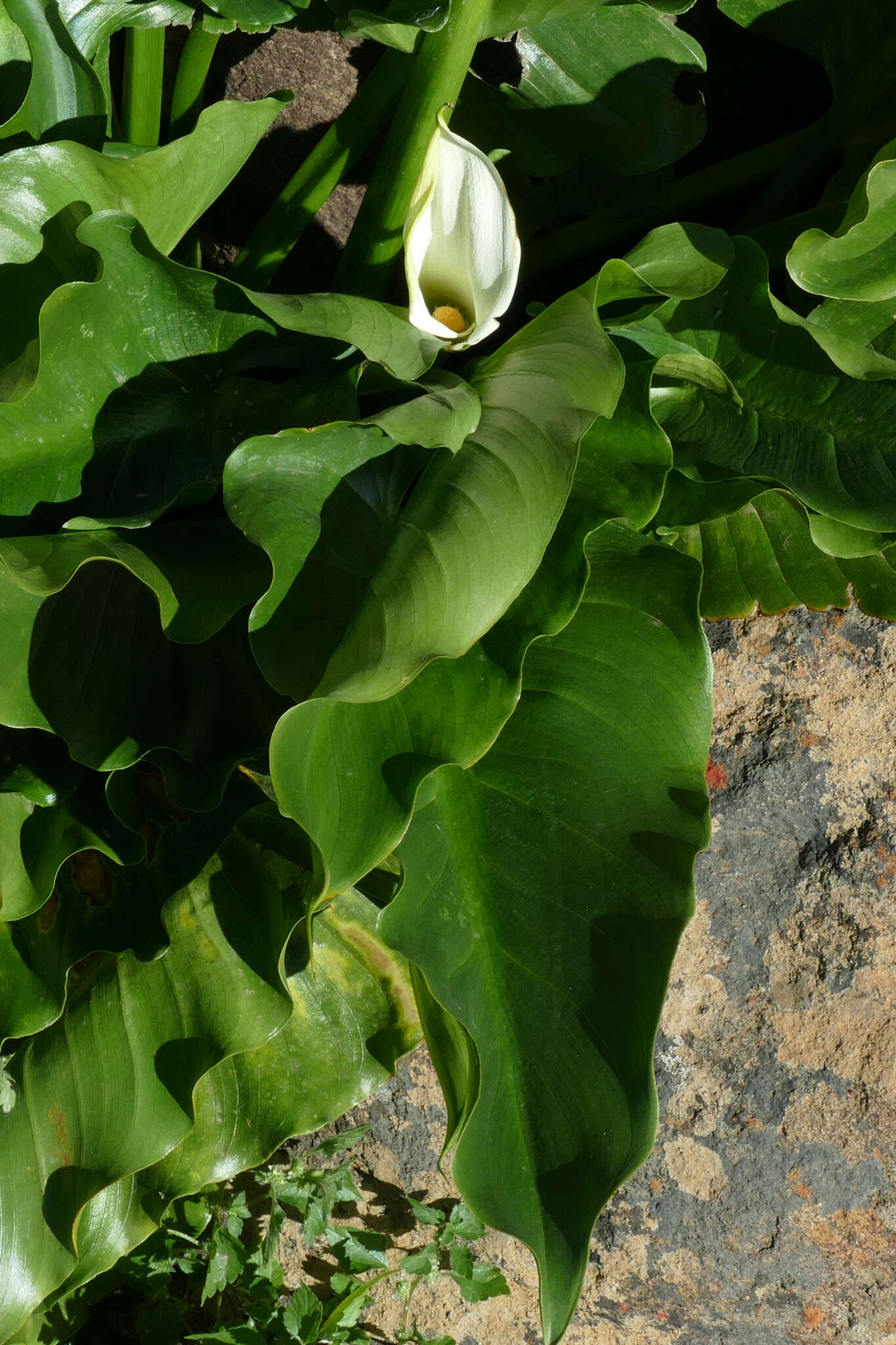 Image of Zantedeschia odorata P. L. Perry