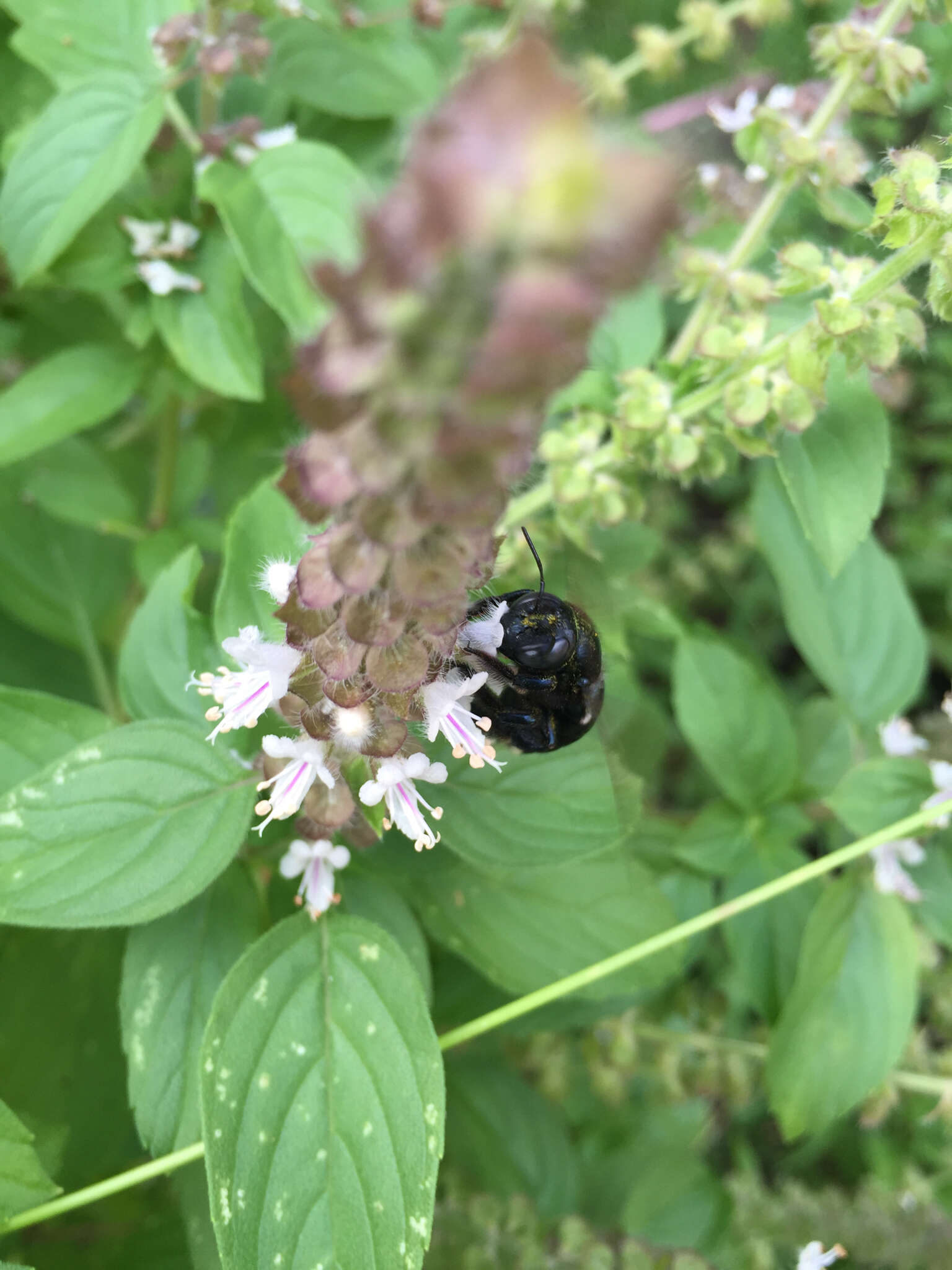 Image of large carpenter bee