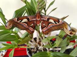 Image of Attacus taprobanis Moore (1882)