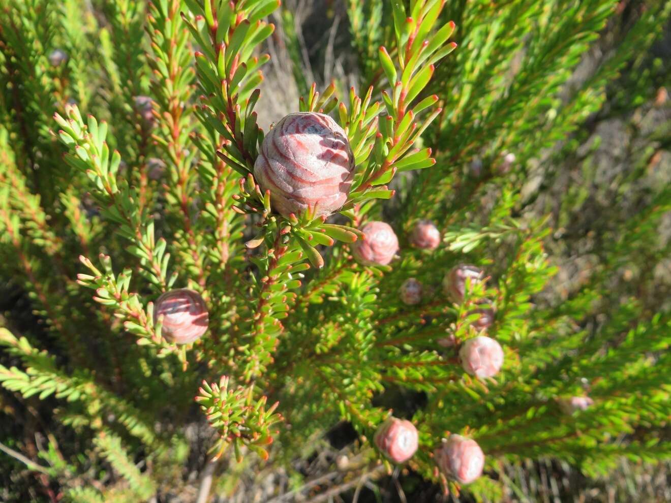 Plancia ëd Leucadendron linifolium (Jacq.) R. Br.