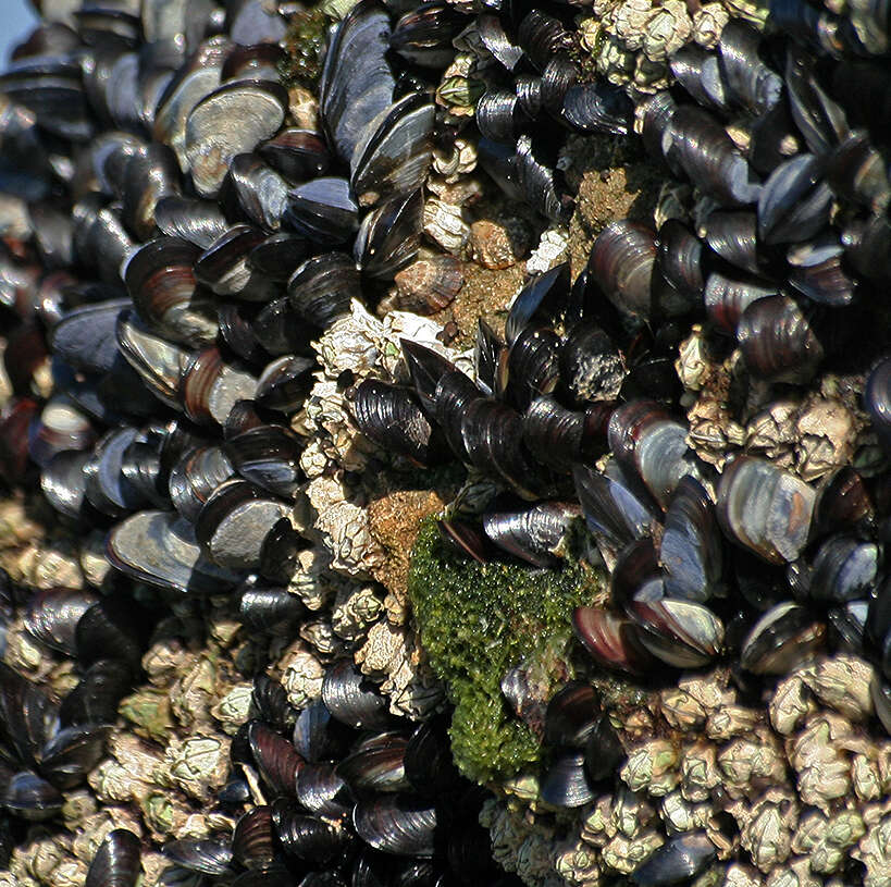 Image of black mussel