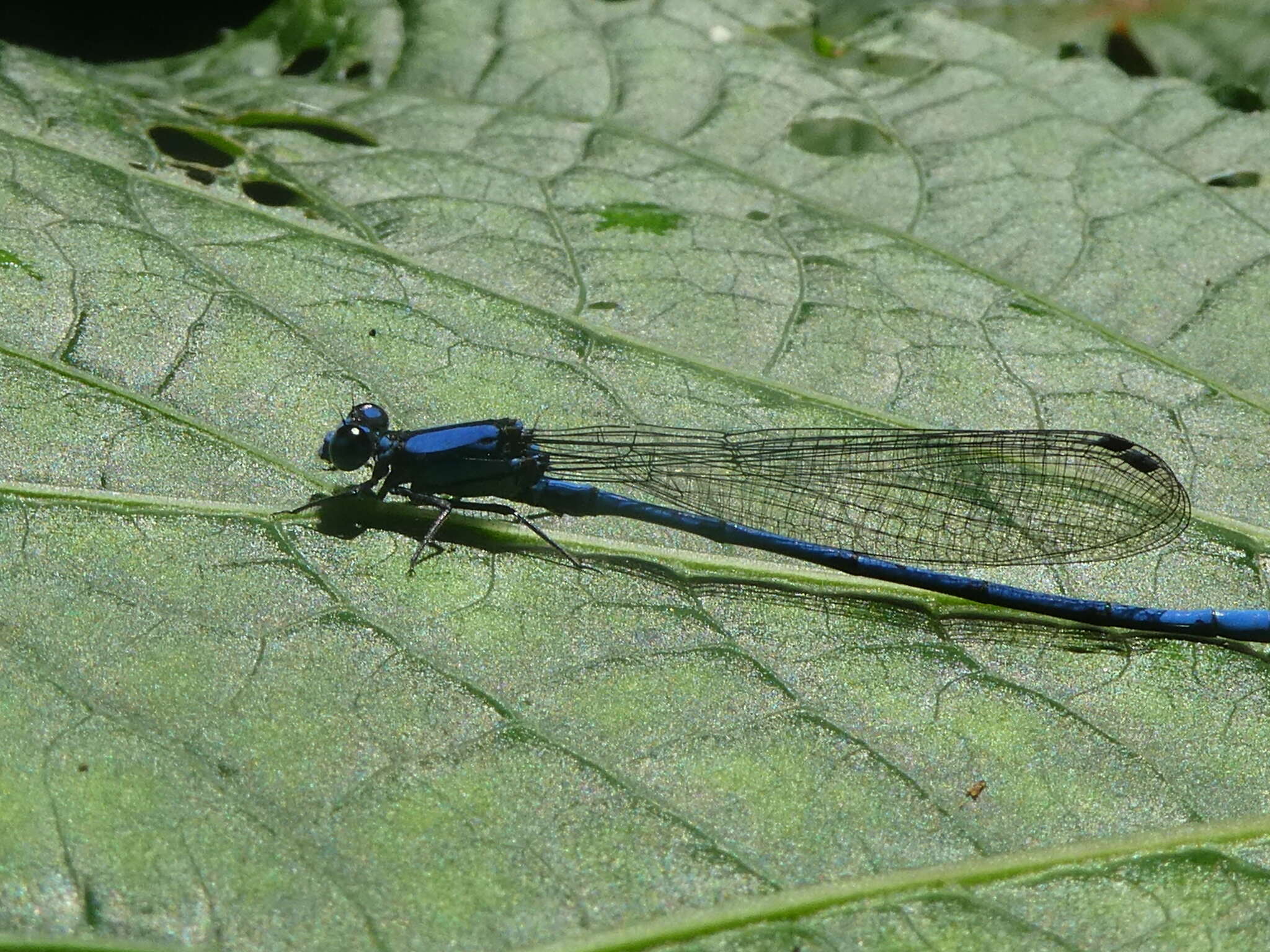 Image of Argia medullaris Hagen ex Selys 1865