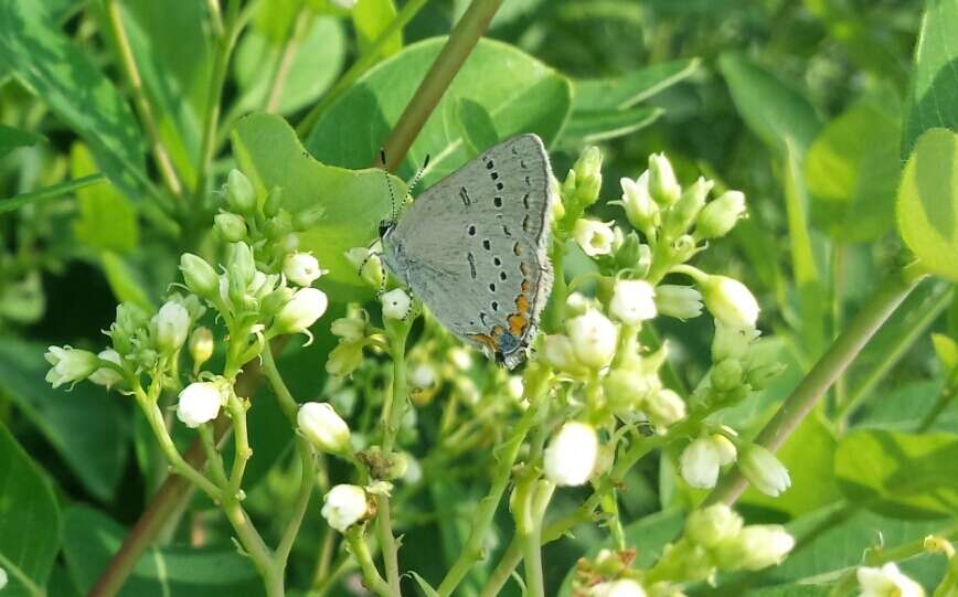 صورة Satyrium acadica (Edwards 1862)