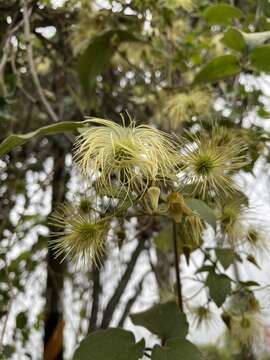 Imagem de Clematis leschenaultiana DC.