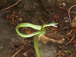 صورة Leptophis diplotropis (Günther 1872)