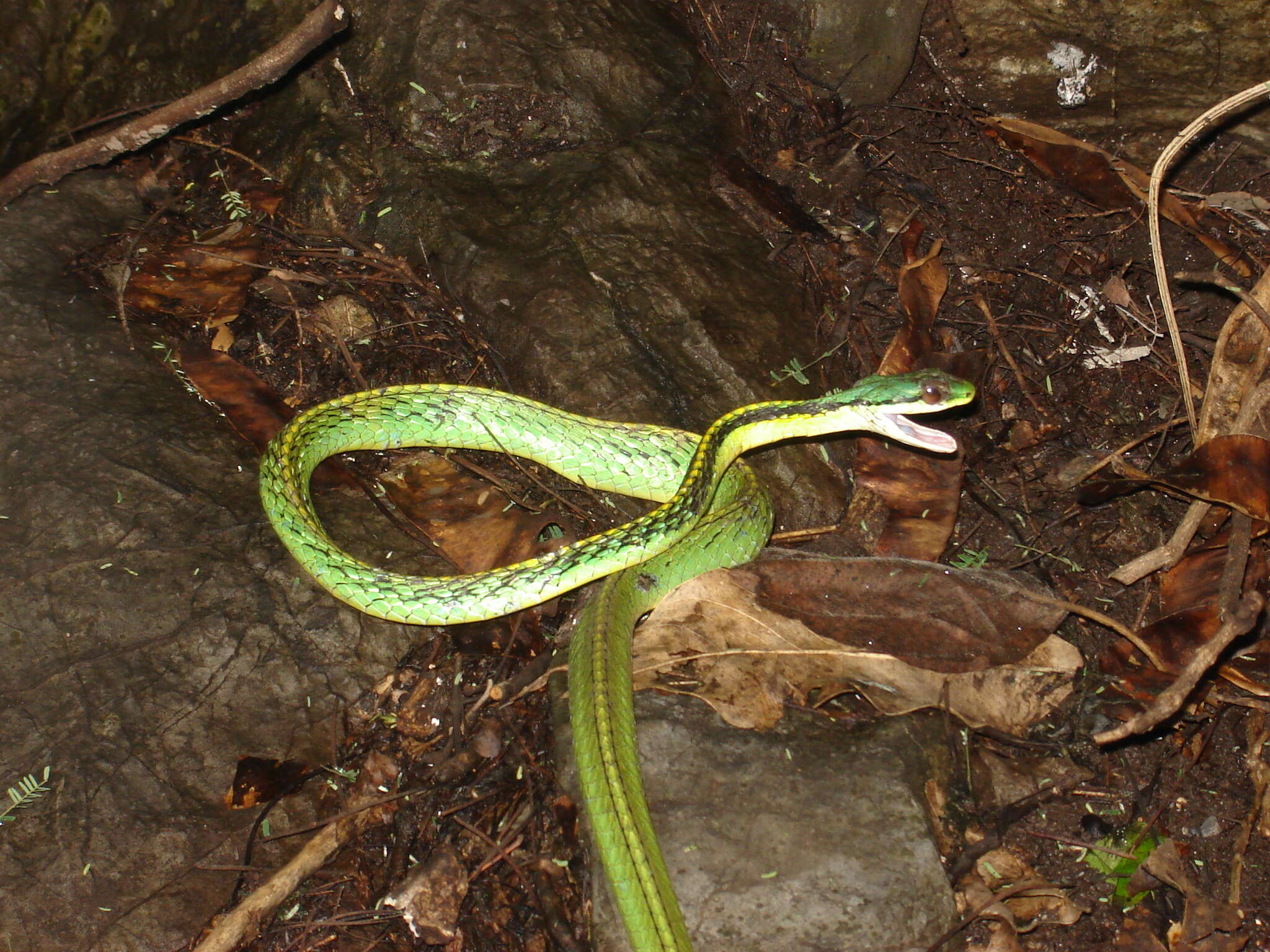 صورة Leptophis diplotropis (Günther 1872)