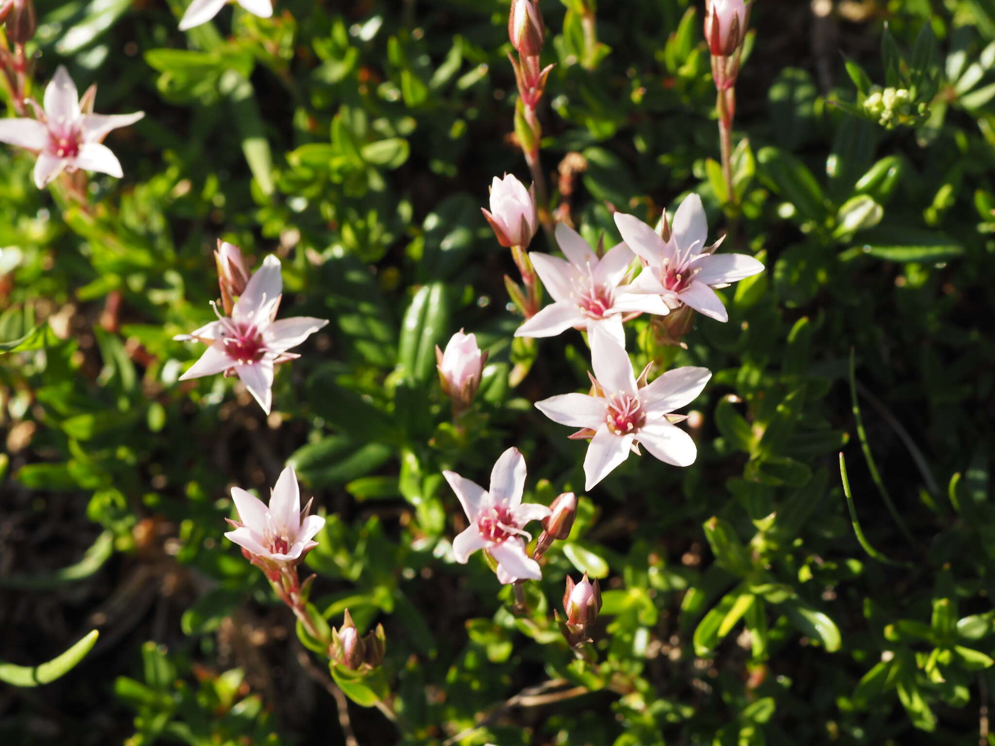 Image de Arenaria purpurascens Ramond ex DC.