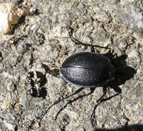 Image of Carabus (Archicarabus) wiedemanni Ménétriés 1836