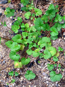 Image of scentless geranium