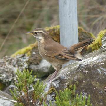 Image of Chestnut-winged Cinclodes