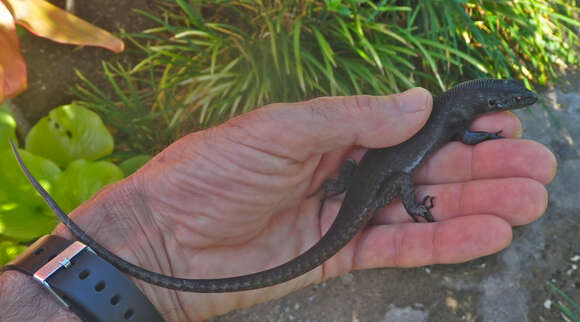 Image of Black Emo Skink