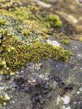 Image of pterigynandrum moss