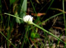 Image of Cyperus ascocapensis Bauters