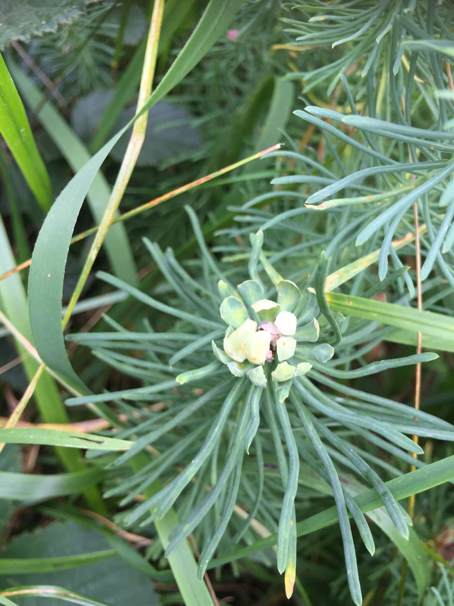 Image of Spurgia euphorbiae (Vallot 1827)