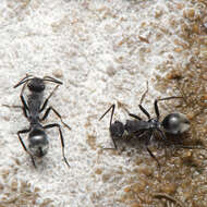 Image of Polyrhachis sokolova Forel 1902