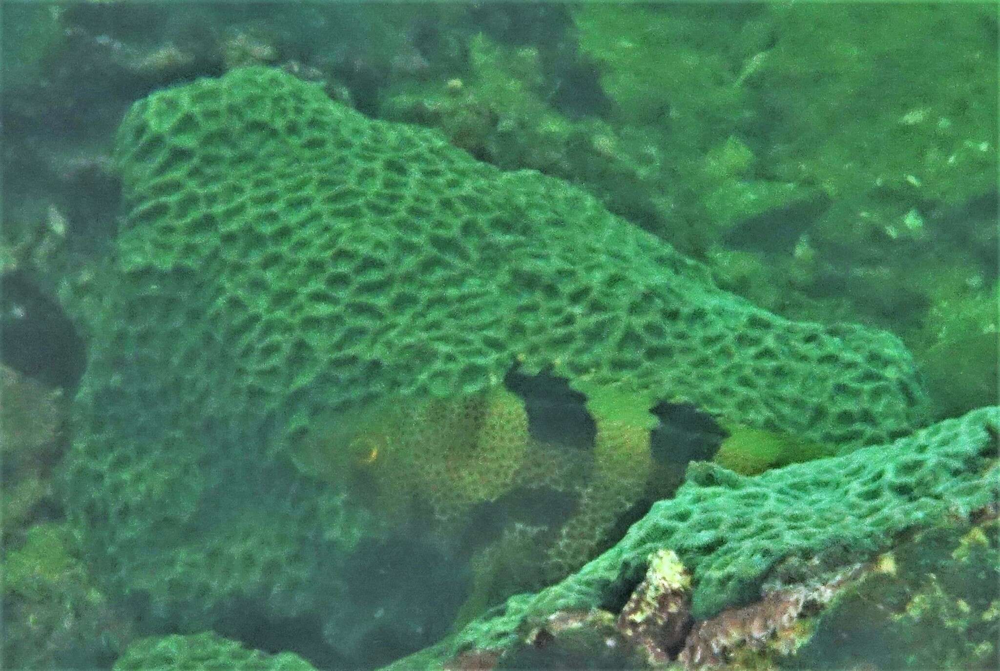 Image of Banded reef-cod