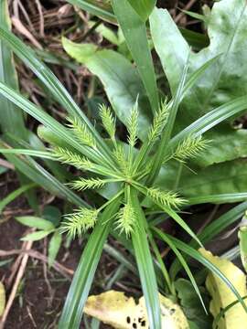 Cyperus meyenianus Kunth的圖片