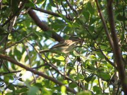 Image of Black-whiskered Vireo