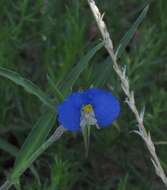 Image of Blousel Blommetjie