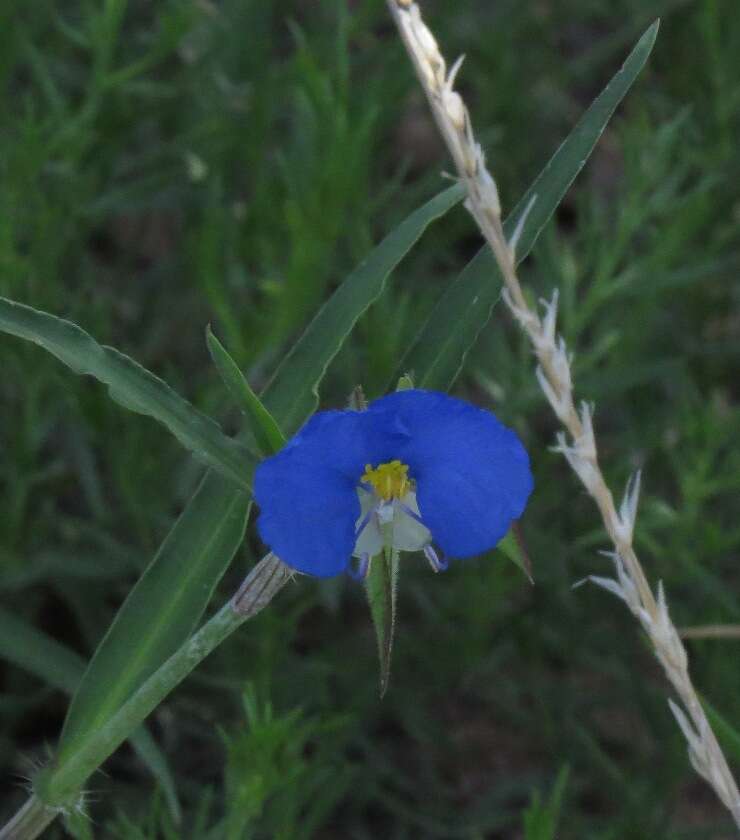 Image of Blousel Blommetjie