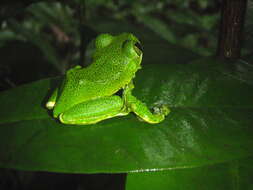 Image of Amani Forest Treefrog