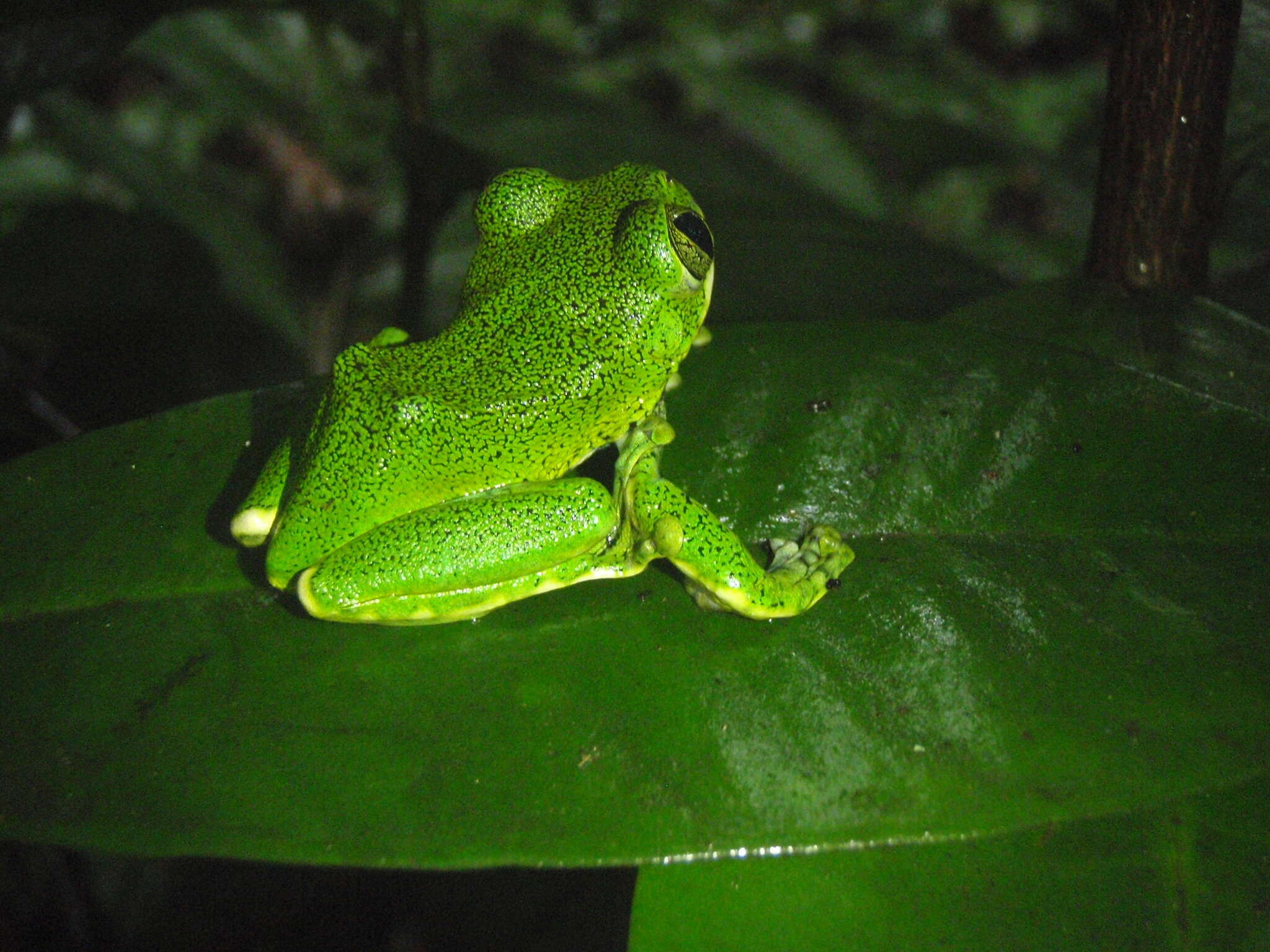 Image de Leptopelis vermiculatus (Boulenger 1909)