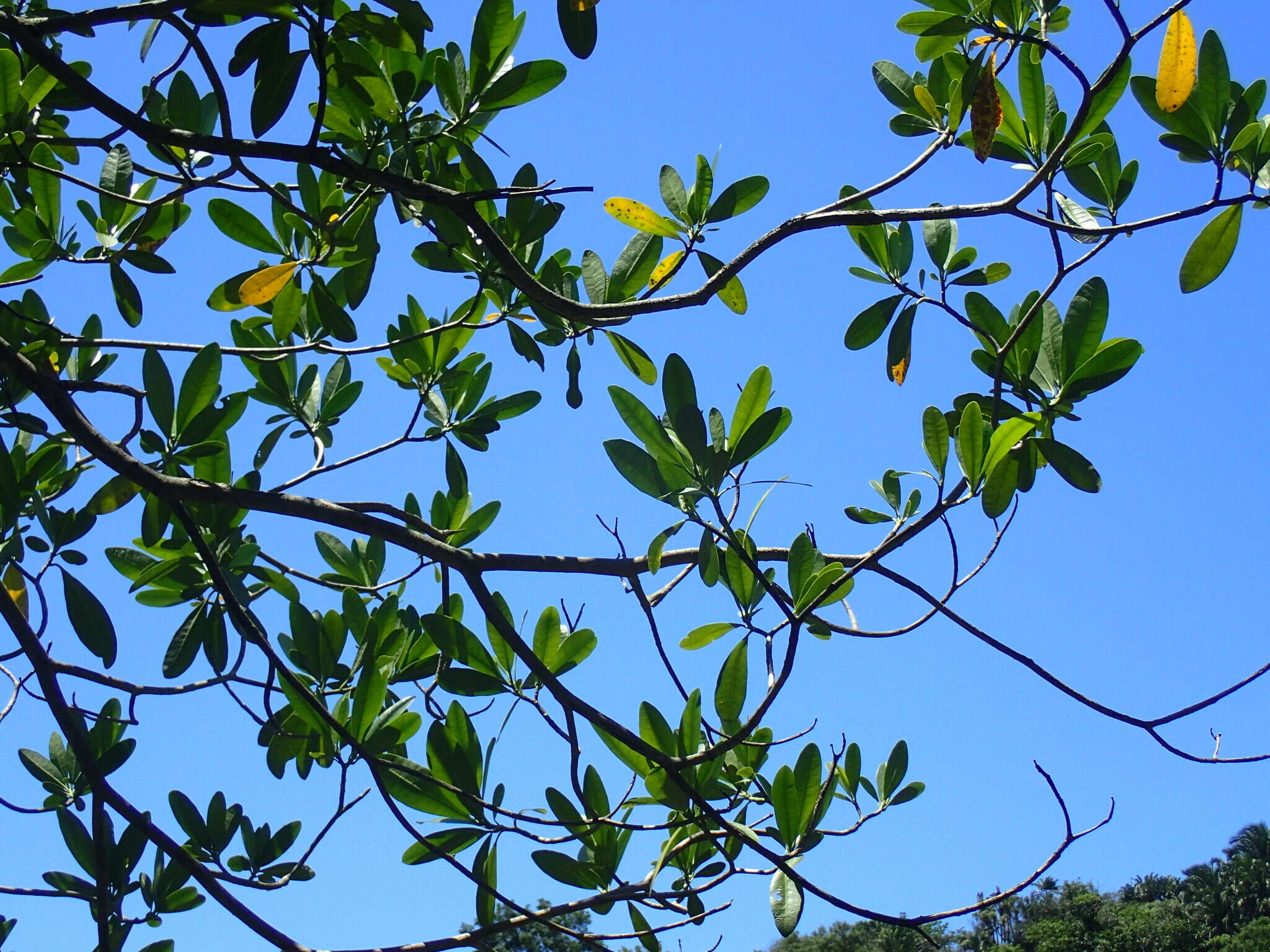 Image of Wild frangipani