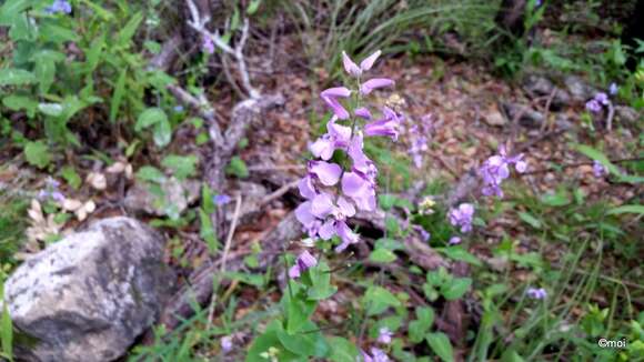 Image of bracted jewelflower