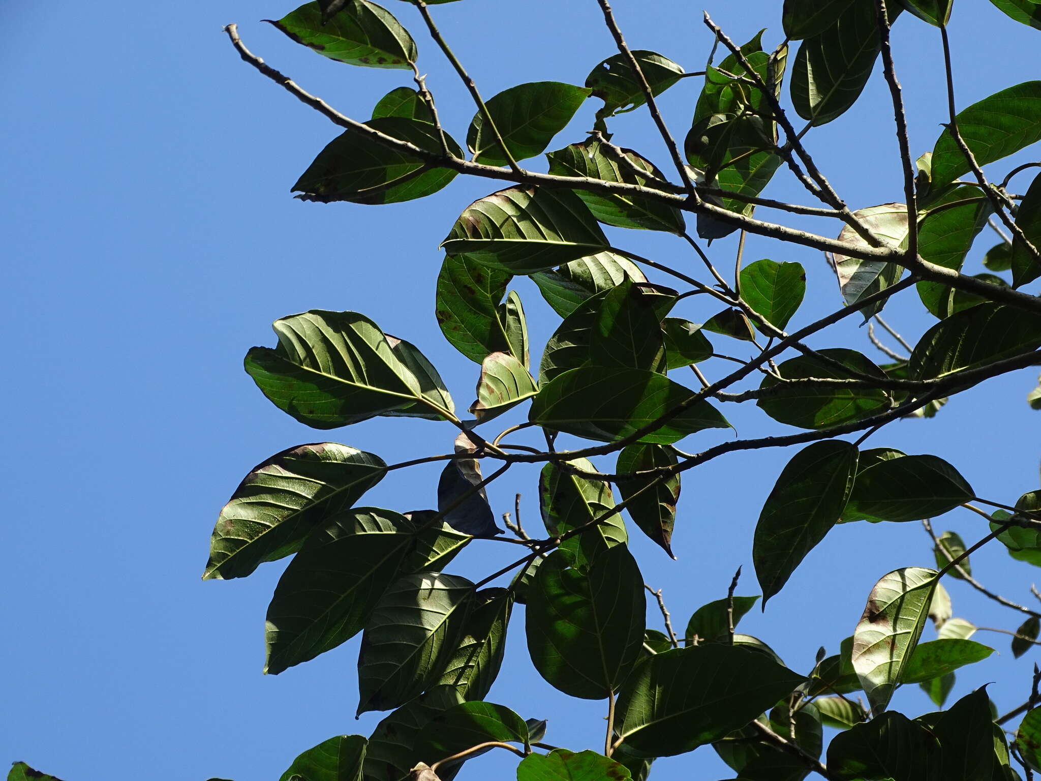 Image of Ficus variegata Bl.