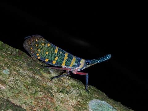 Image de Pyrops maquilinganus (Baker 1925)