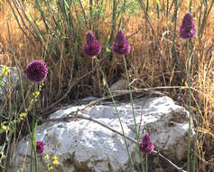 Allium phanerantherum Boiss. & Hausskn. resmi