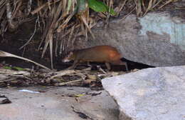 Image of Brazilian Agouti