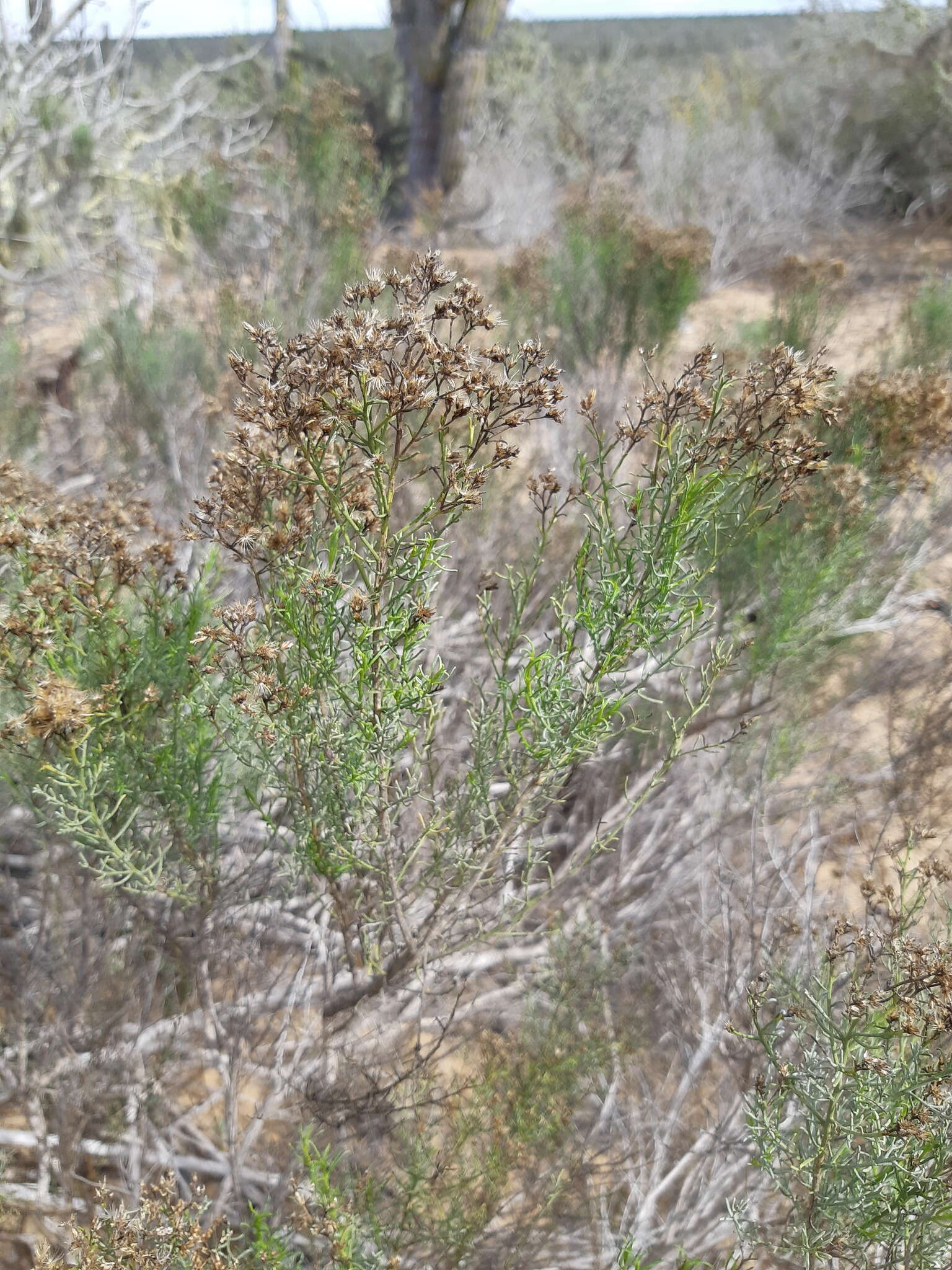 Imagem de Gundlachia diffusa (Benth.) Urbatsch & R. P. Roberts