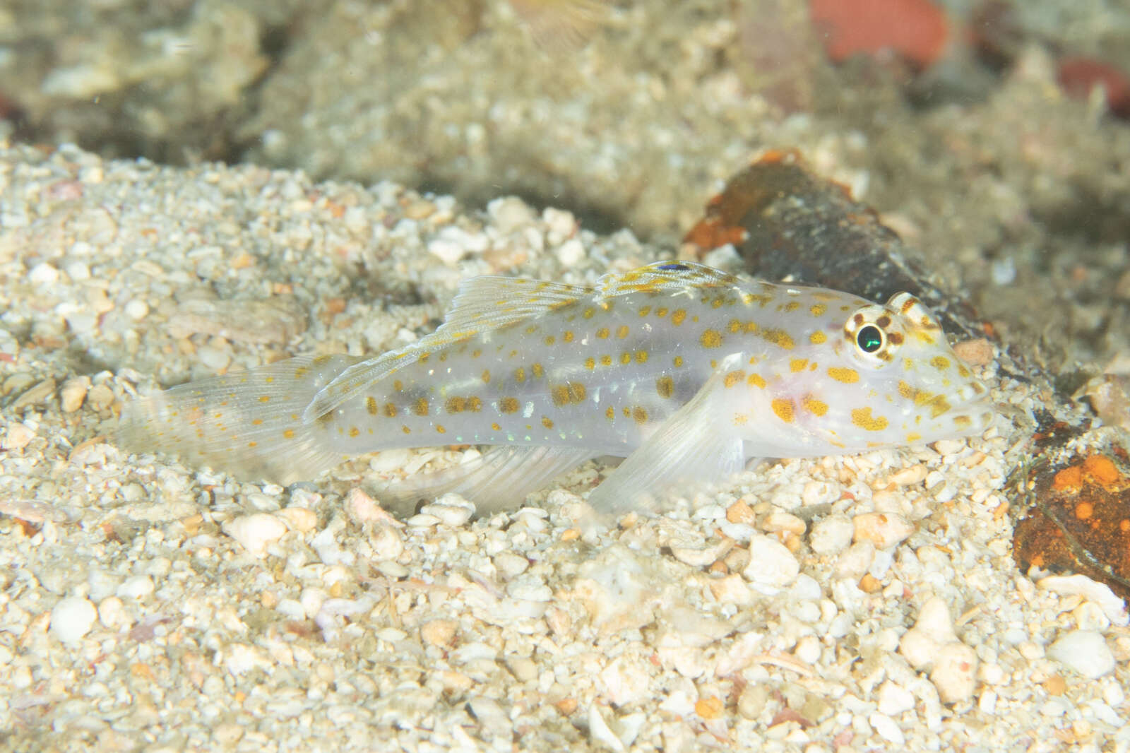 Image of Pale sandgoby