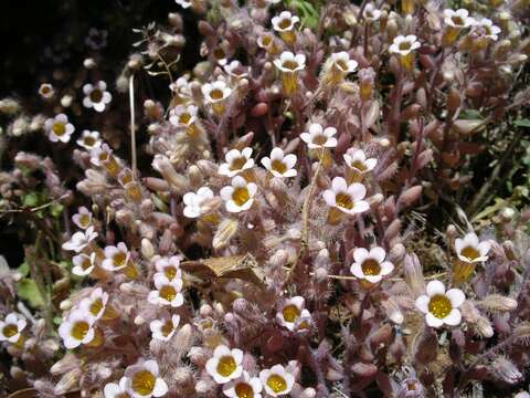 Imagem de Sedum mucizonia