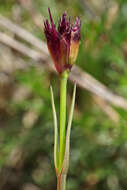 صورة Dianthus pontederae A. Kerner