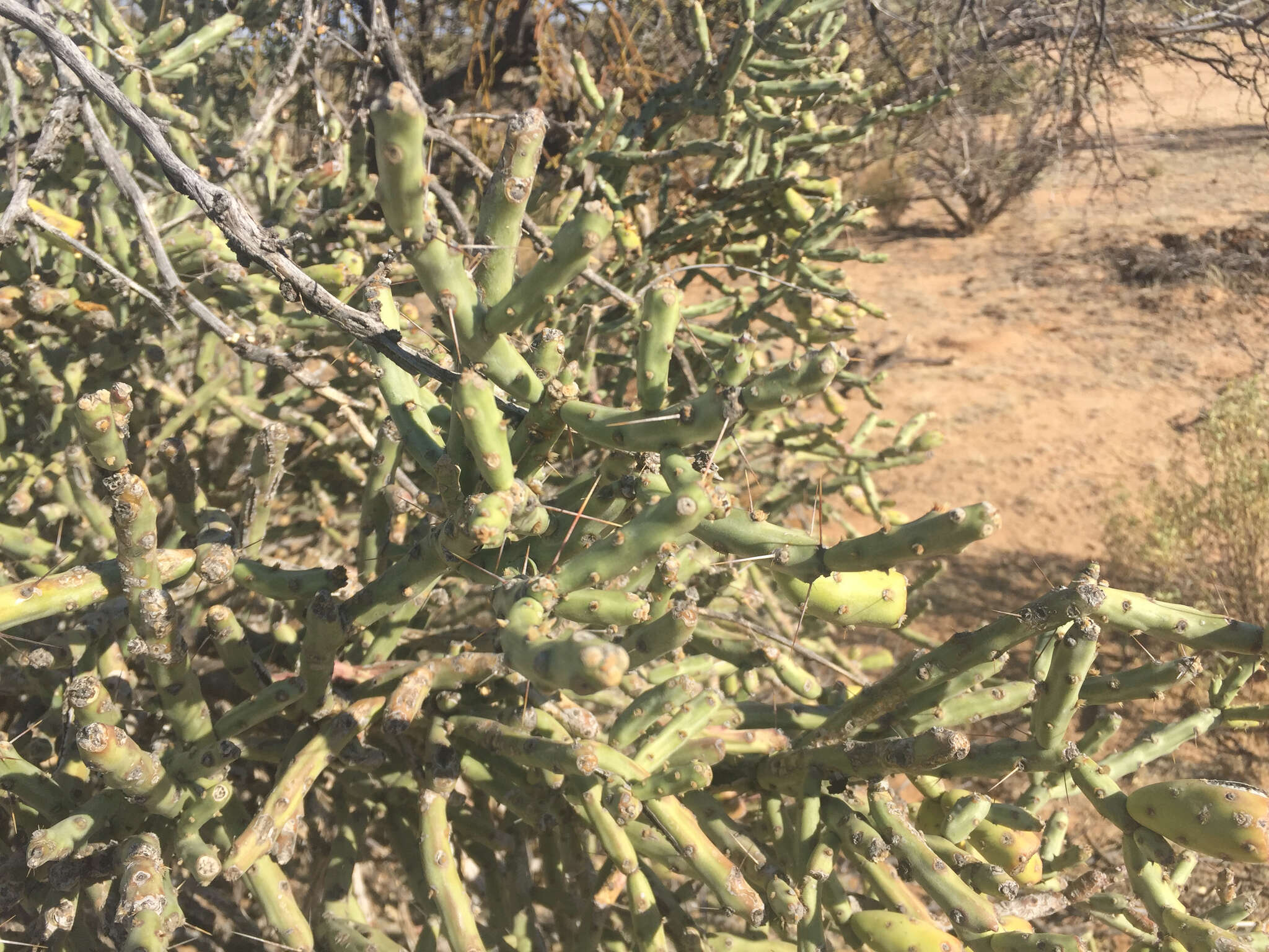 Image of Pencil Cholla