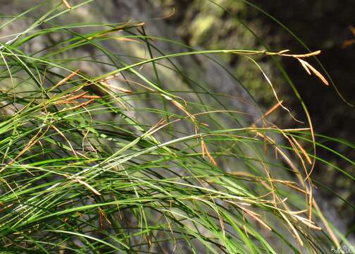 Image de Carex reuteriana Boiss.