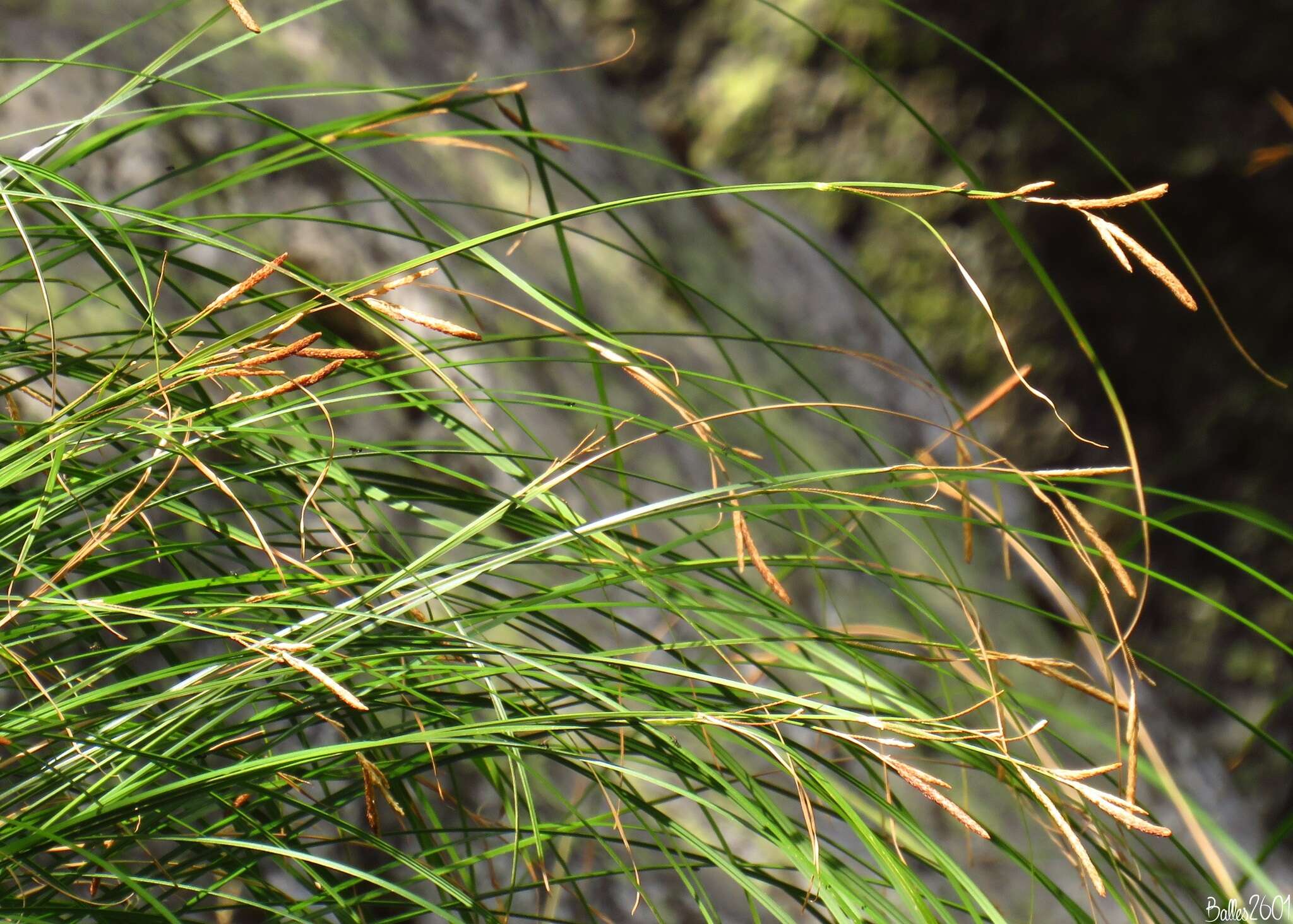 Image de Carex reuteriana subsp. reuteriana