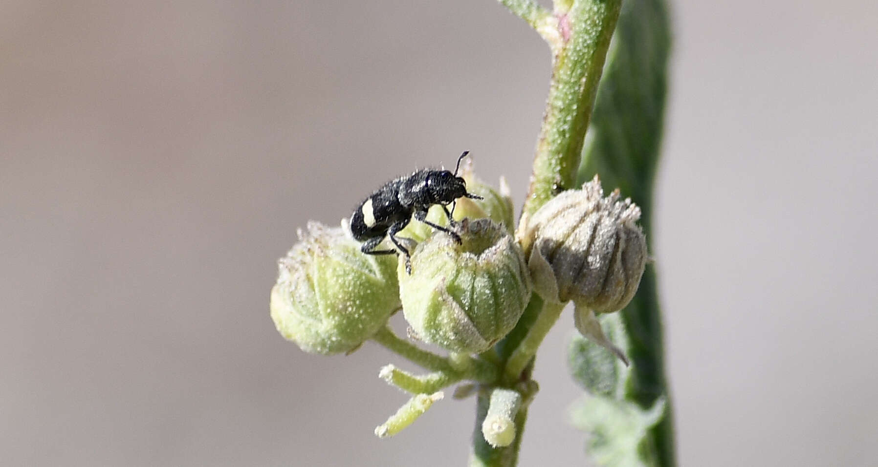 Image of Enoclerus bimaculatus (Skinner 1905)