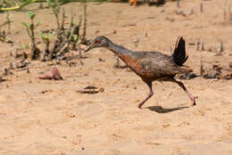 Image of Little Wood Rail