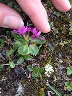 Primula cuneifolia subsp. saxifragifolia (Lehm.) W. W. Sm. & G. Forrest resmi